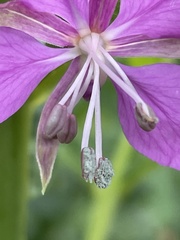 Chamaenerion angustifolium