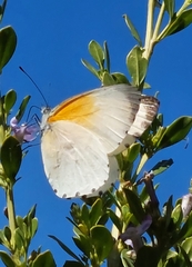 Mylothris rueppellii