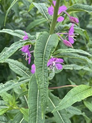 Chamaenerion angustifolium