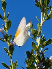 Mylothris rueppellii