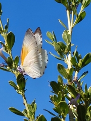 Mylothris rueppellii