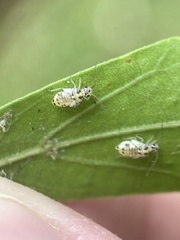 Teliapsocus