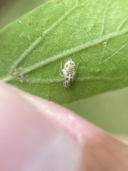 Teliapsocus