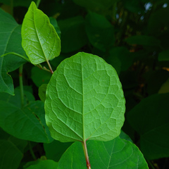 Reynoutria