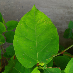 Reynoutria