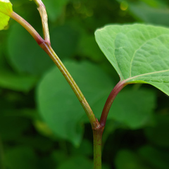 Reynoutria
