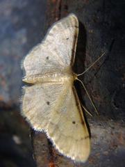 Idaea politaria