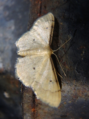 Idaea politaria