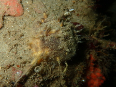 Tetilla