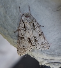 Acronicta laetifica
