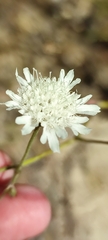 Pycnocomon rutifolium