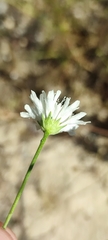 Pycnocomon rutifolium