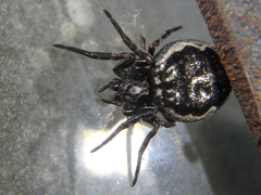 Nuctenea silvicultrix