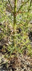 Pycnocomon rutifolium