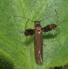 Aetole galapagoensis