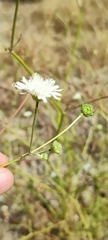 Pycnocomon rutifolium