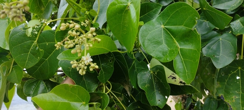 Lantern tree (Hernandia nymphaeifolia)
