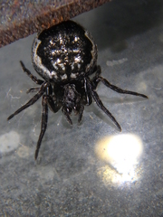 Nuctenea silvicultrix