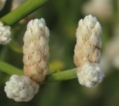 Alternanthera filifolia