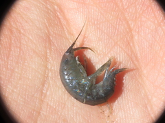 Gammarus oceanicus