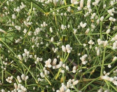 Alternanthera filifolia