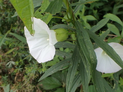 Calystegia sepium sepium