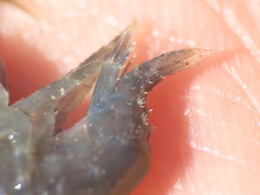 Gammarus oceanicus