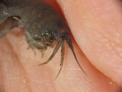 Gammarus oceanicus