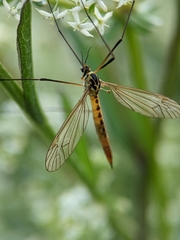 Nephrotoma flavescens