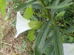 Calystegia sepium sepium