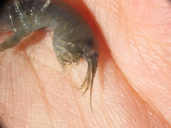 Gammarus oceanicus