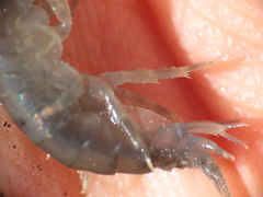 Gammarus oceanicus