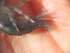 Gammarus oceanicus