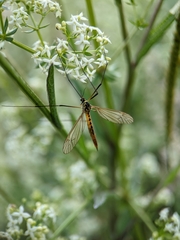 Nephrotoma flavescens