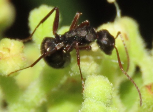 Camponotus planusCamponotus planus