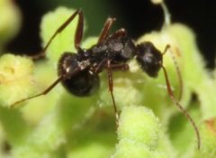 Camponotus planus
