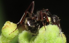 Camponotus planus