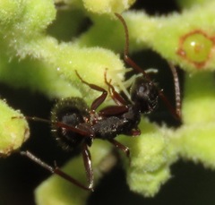 Camponotus planus