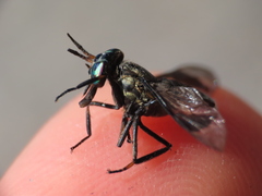 Chrysops calvus