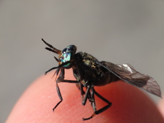 Chrysops calvus