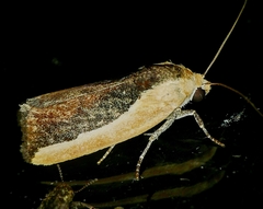 Ponometia exigua