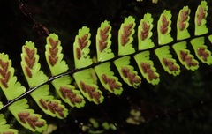 Asplenium formosum