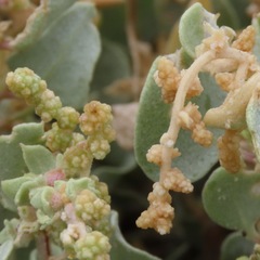 Atriplex peruviana