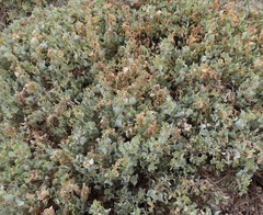 Atriplex peruviana