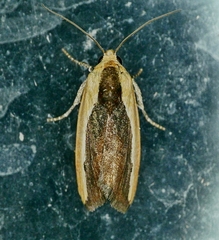 Ponometia exigua