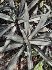 Tradescantia spathacea