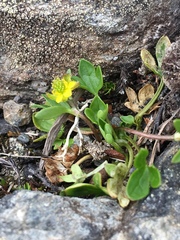 Ranunculus pygmaeus
