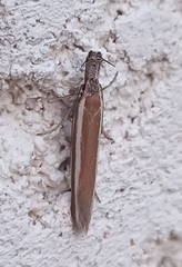 Pleurota aristella