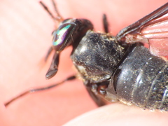 Chrysops calvus