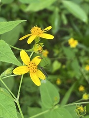 Toxorhynchites rutilus